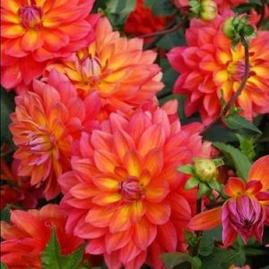 Meet your Posher, Oakley